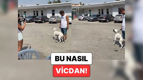 Mersin'de Bir Köpeğin Kendisini Barınağa Bırakan Sahibinin Arkasından Ağladığı Anlar Kalbinizi Acıtacak