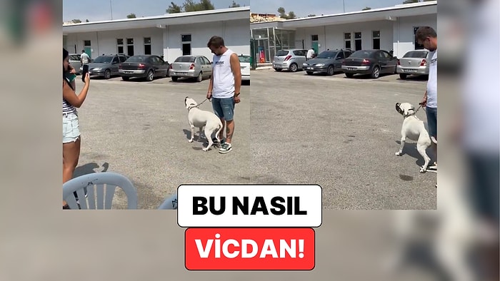 Mersin'de Bir Köpeğin Kendisini Barınağa Bırakan Sahibinin Arkasından Ağladığı Anlar Kalbinizi Acıtacak