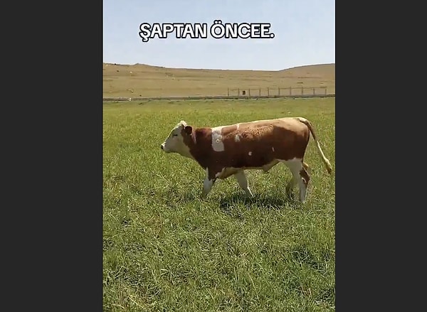 Şap hastalığı, çift tırnaklı hayvanlar arasında son derece kolay yayılan bir enfeksiyon.