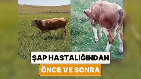 Bir Çiftçi Şap Hastalığına Yakalanan Büyükbaş Hayvanının Öncesi ve Sonraki Halini Paylaştı