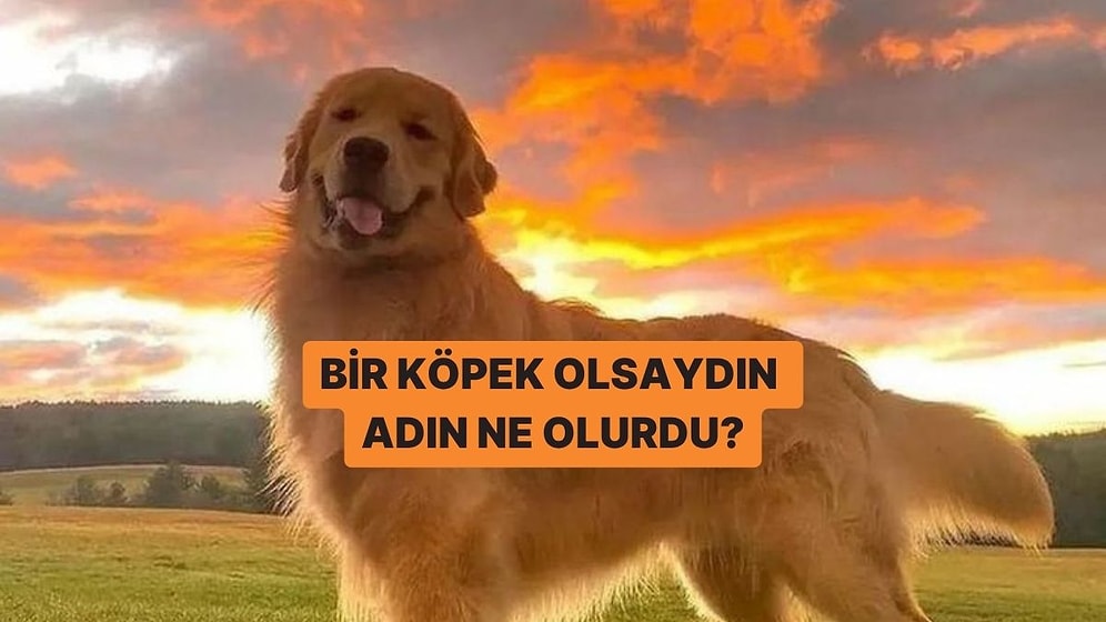 Bir Köpek Olsaydın Adın Ne Olurdu?