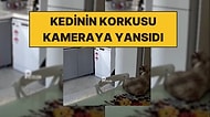 Bir Kedinin Sındırgı Depremi Öncesi Tedirgin Davranışları Kameralara Yansıdı