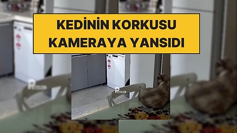 Bir Kedinin Sındırgı Depremi Öncesi Tedirgin Davranışları Kameralara Yansıdı