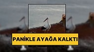 Yuvasında Panikle Ayaklandı: Yaren Leylek Balıkesir Depremini Saniyeler Önce Hissetti