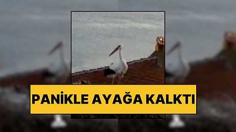 Yuvasında Panikle Ayaklandı: Yaren Leylek Balıkesir Depremini Saniyeler Önce Hissetti