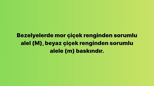 13. Buna göre, aşağıdaki çaprazlamalardan hangisi yapıldığında hem mor çiçekli hem de beyaz çiçekli bezelye bitkileri elde edilebilir?