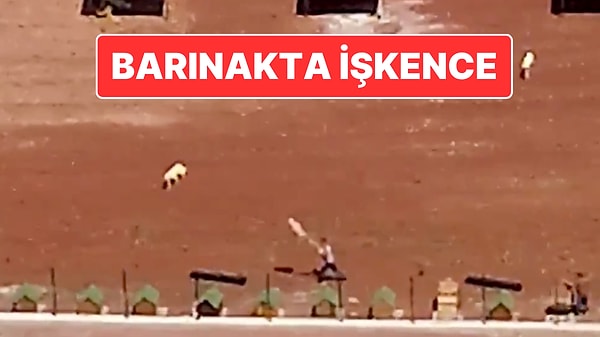 Kars Belediyesi’ne ait hayvan barınağındaki görüntüler tepki çekti.