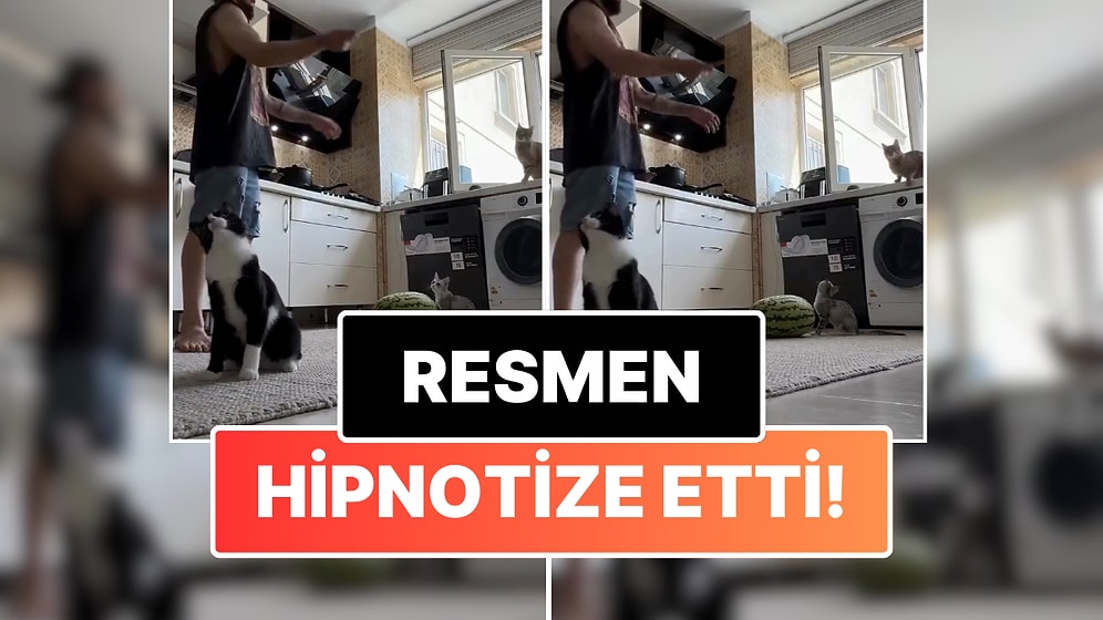 Sahibini Diğer Kediyle Oynarken İzleyen Kedinin Bir Sağa Bir Sola Giden Kafası Hipnoz Etkisi Yarattı!