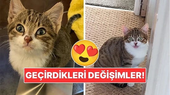 Sahiplendikleri Hayvanların Önceki ve Sonraki Hallerini Paylaşarak Kalp Isıtan Kullanıcılar