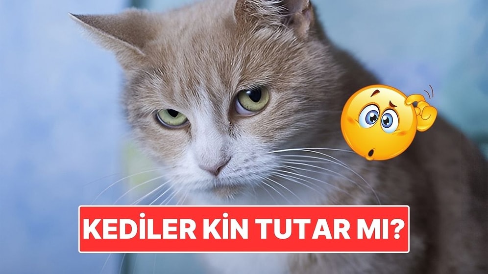 Kediler Tıpkı İnsanlar Gibi Kin Tutar mı?