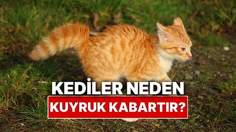 Kediler Neden Bazen Kuyruklarını Kabartır?