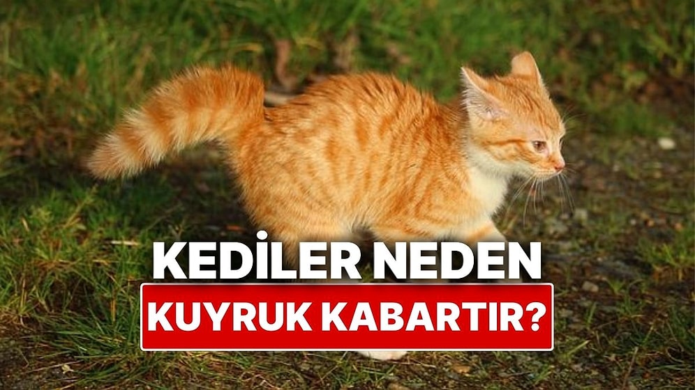 Kediler Neden Bazen Kuyruklarını Kabartır?