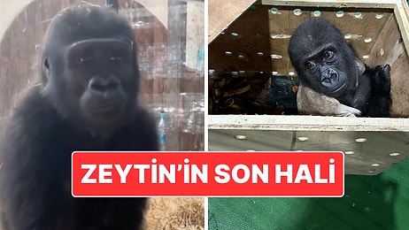 Kaçak Yollarla Tayland’a Götürülmek İstenmişti: Zeytin İsmi Verilen Goril Nijerya’ya Geri Gönderilecek
