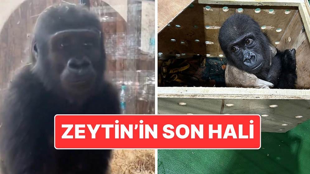 Kaçak Yollarla Tayland’a Götürülmek İstenmişti: Zeytin İsmi Verilen Goril Nijerya’ya Geri Gönderilecek