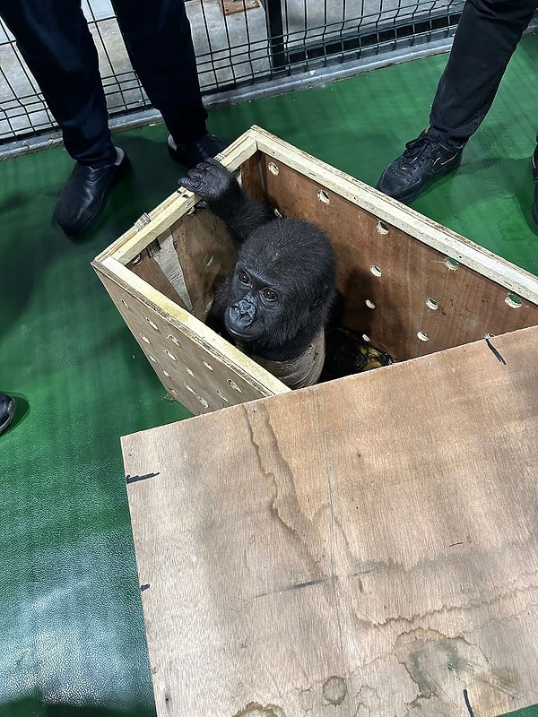 İstanbul Havaalanı’nda Gümrükler Muhafaza ekipleri tarafından fark edilen ve koruma altına alınan yavru gorilin son görüntüleri ilgi çekti.