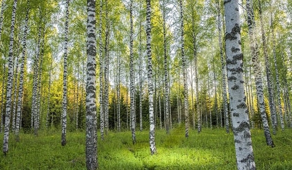 Huş (Birch)