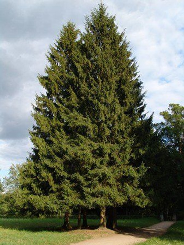 Kızılçam (Willow)