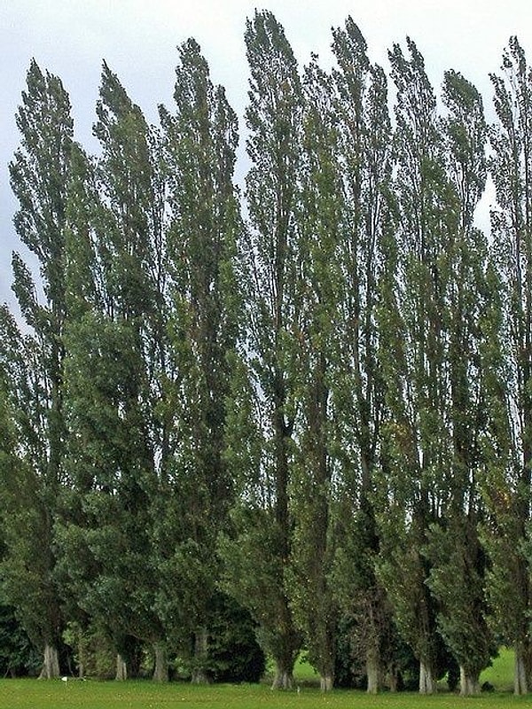 Kavak (Ash)