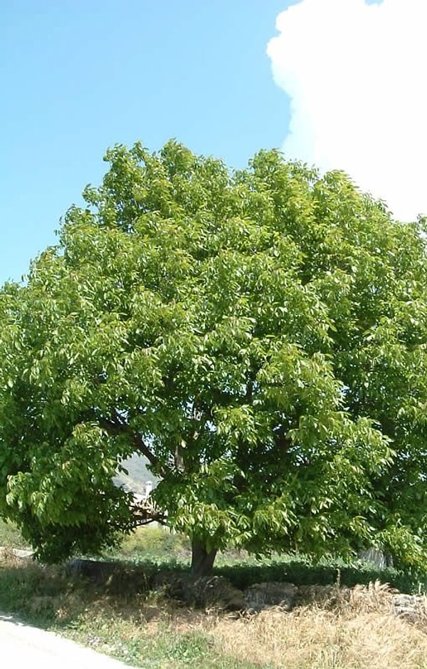 Fındık (Hazel)