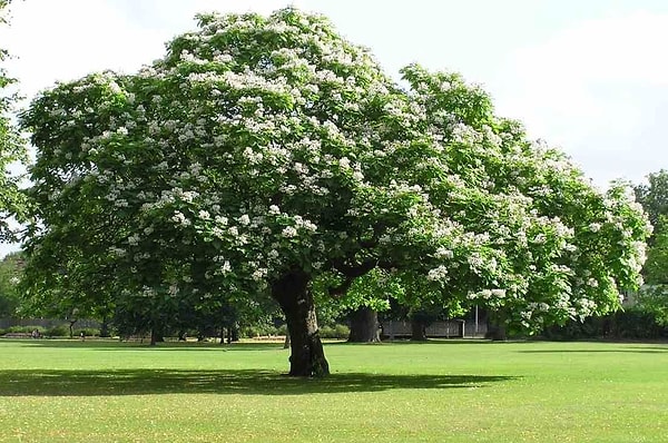 Kestane (Chestnut)