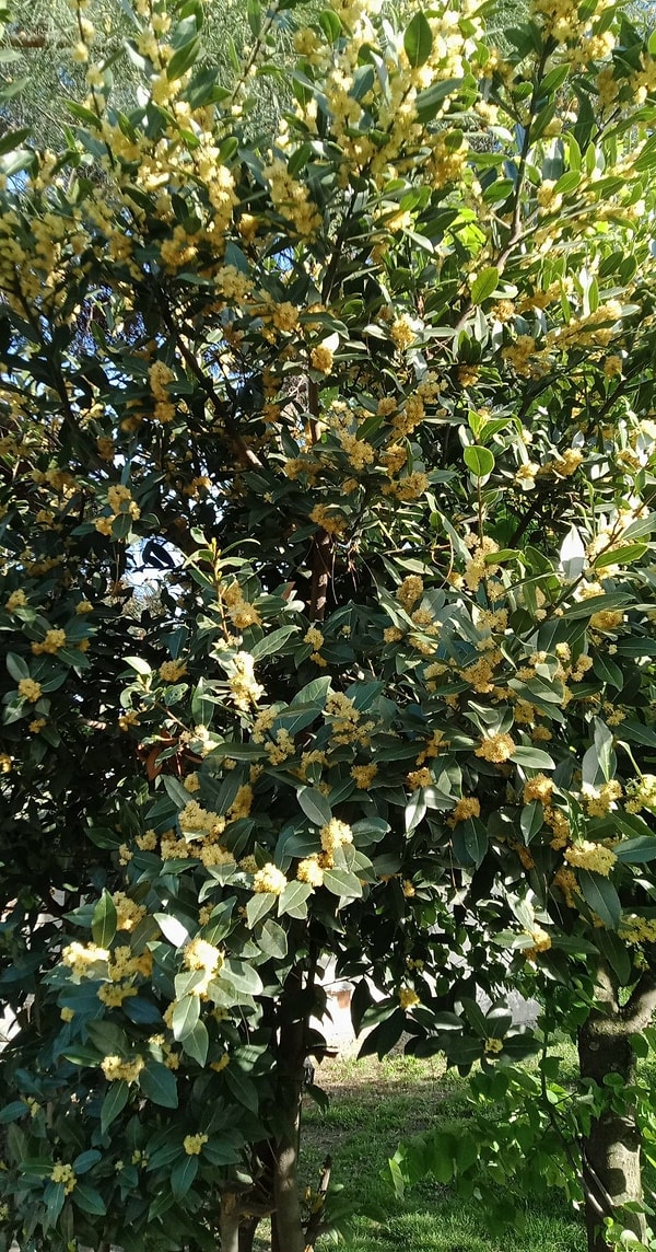 İğde (Elder)