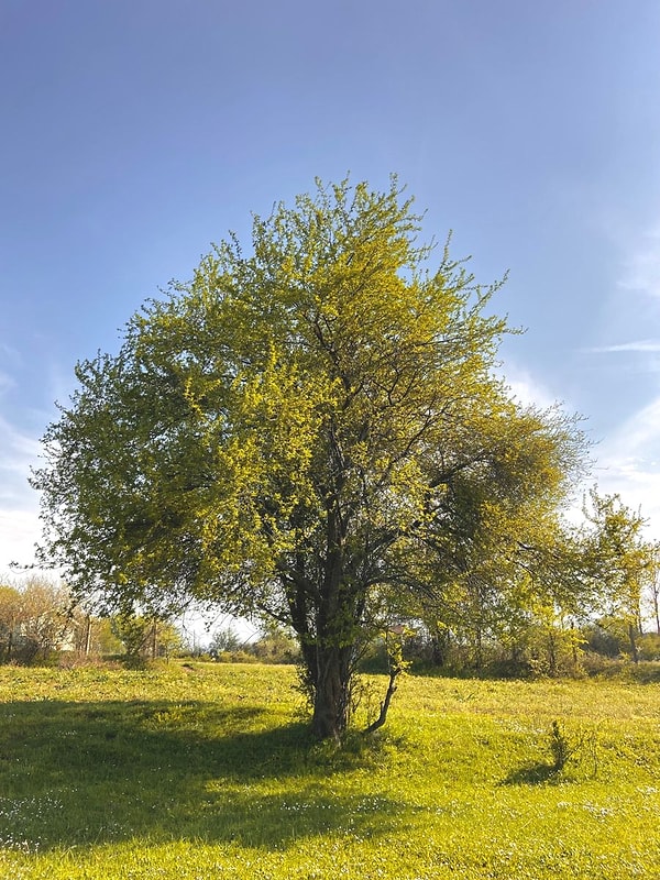 Defne (Laurel)
