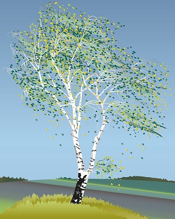 Huş (Poplar)