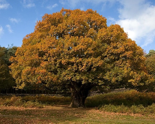 Meşe (Oak)