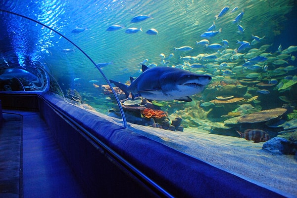 9. SEA LIFE Istanbul – Bayrampaşa / Forum Istanbul