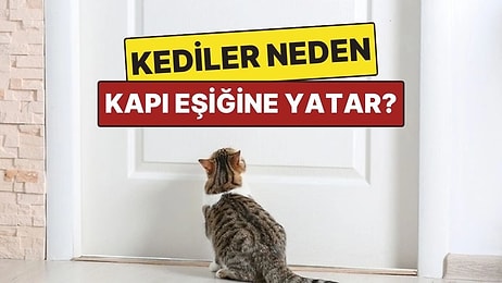 Kedilerin Kapı Eşiğinde Yatmasının Şaşırtan Sebepleri