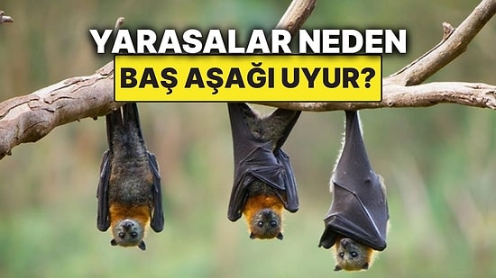 Yarasaların Baş Aşağı Uyumasının Sebebi Meğerse Buymuş!