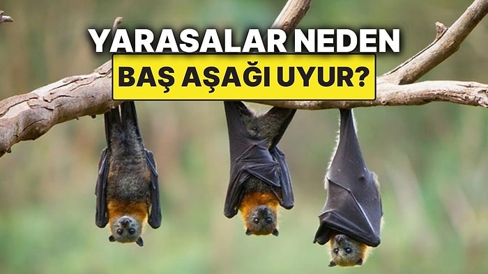 Yarasaların Baş Aşağı Uyumasının Sebebi Meğerse Buymuş!