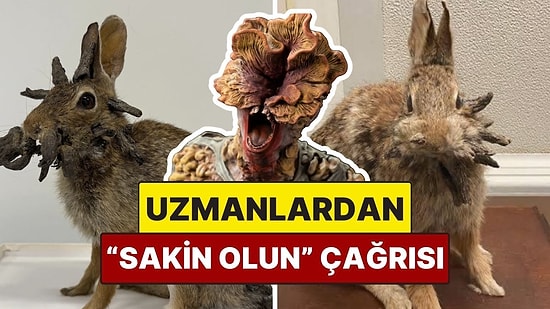 ABD'de Boynuzlu Gibi Görünen Tavşanlar Viral Oldu: Uzmanlar "Sakin Olun" Dedi