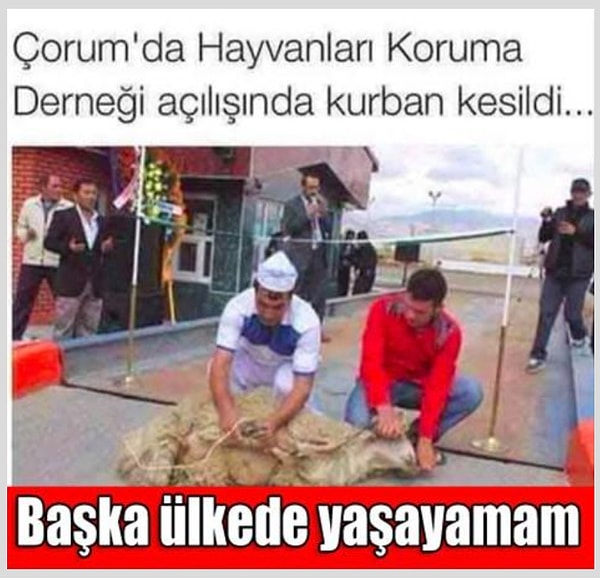 "Bütün hayvanlar eşittir, ama bazı hayvanlar diğerlerinden daha eşittir."