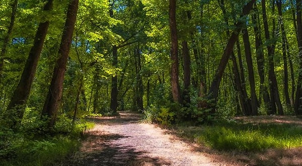 1. Yolculuğun başındasın. Önünde ikiye ayrılan bir orman yolu var. Hangisini seçersin?