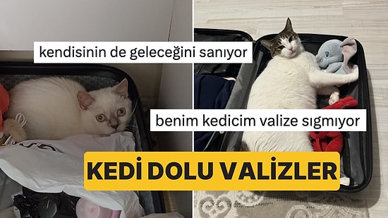 Valiz İçindeki Kedi Fotoğraflarını Paylaşarak İçimizi Kımıl Kımıl Ettiren Kedi Sahipleri