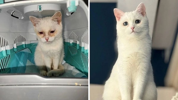 5. Yüzdeki o masum bakış hiç ama hiç gitmemiş 😻
