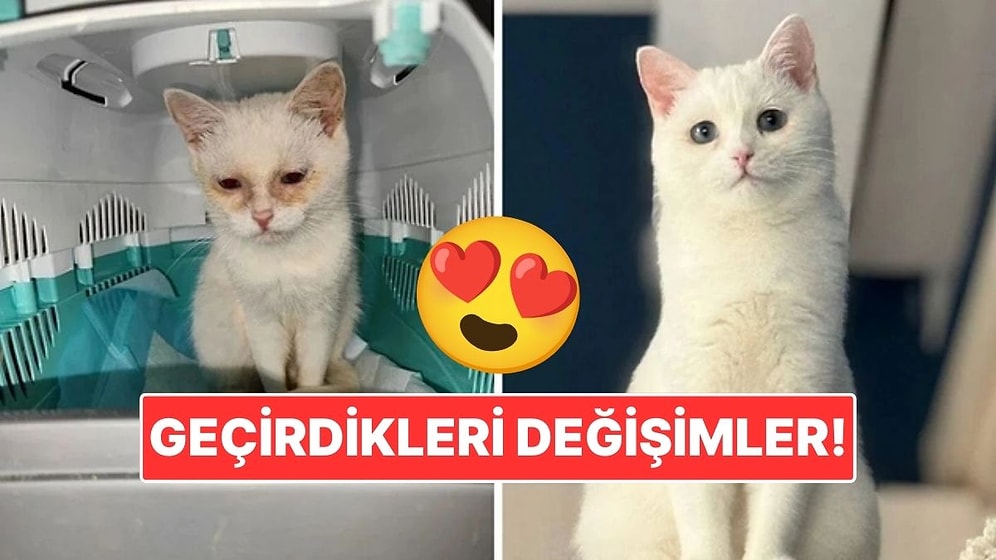 Sahiplendikleri Hayvanların Önceki ve Sonraki Hallerini Paylaşarak Kalp Isıtan Kullanıcılar