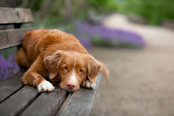 Köpeğinin ısrarı şüphe uyandırdı, küçük bir tümör bulundu.