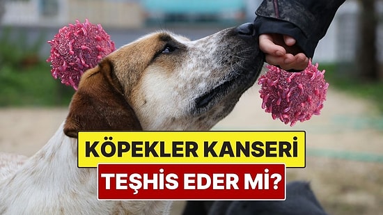 Köpekler Kanser Olan Bir İnsanı Anlayabilir mi?