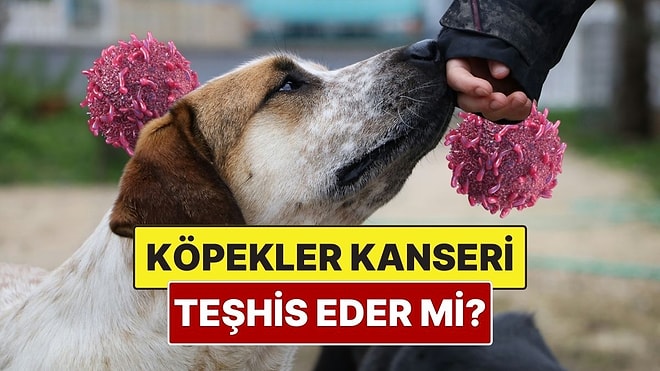 Köpekler Kanser Olan Bir İnsanı Anlayabilir mi?
