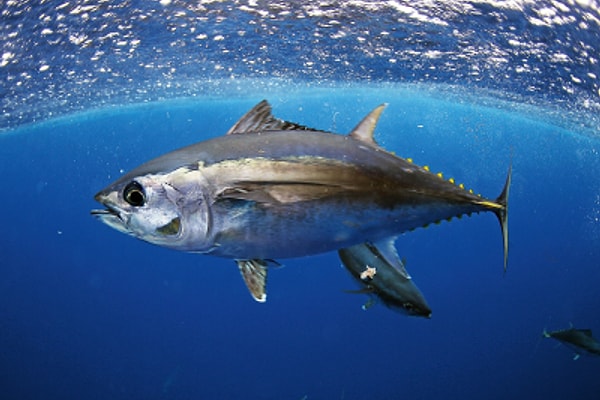 6. Fugu (Balon Balığı)