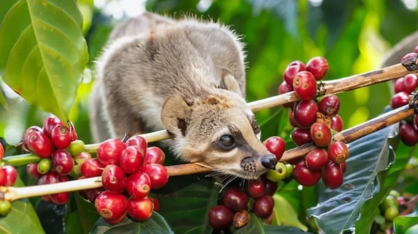 8. Kopi Luwak Kahvesi