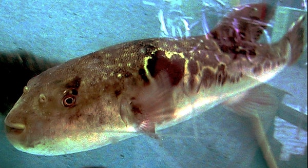 6. Fugu (Balon Balığı)