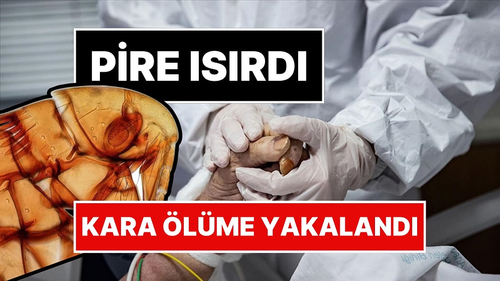 Pire Isırmasıyla Hayatı Karardı: ABD’de Bir Kişi 'Kara Ölüm'e Yakalandı
