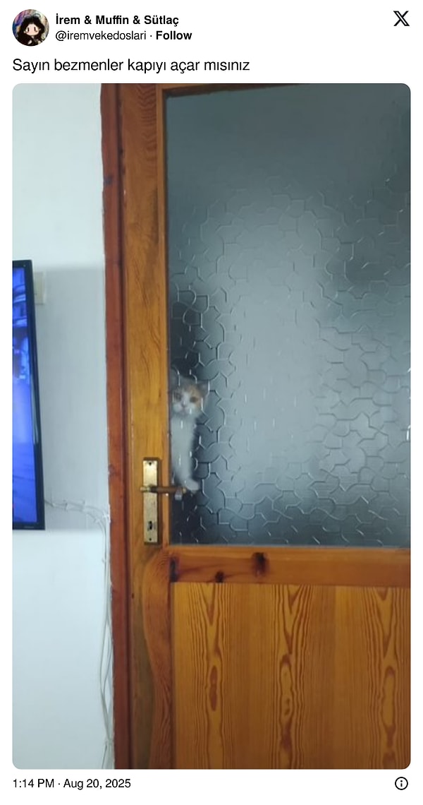 Kediler her yerde 🐾