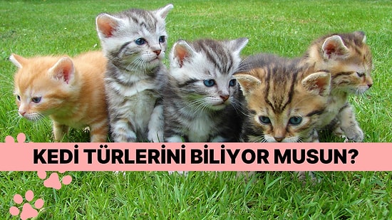 Kediseverler Buraya: Kedi Cinslerini Ayırt Edebiliyor musun?