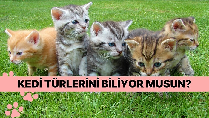 Kediseverler Buraya: Kedi Cinslerini Ayırt Edebiliyor musun?