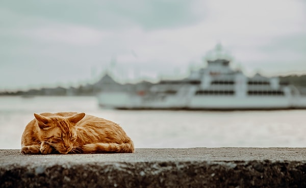 2. Cihangir – Beyoğlu's cat capital