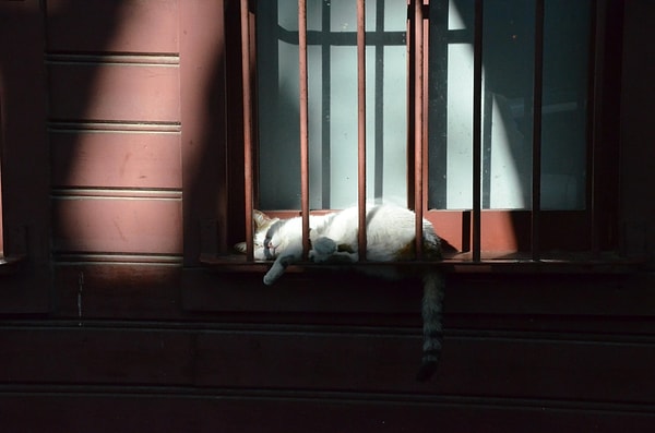 5. Princes' Islands (mainly Büyükada) – Cat scenes on cobblestone streets